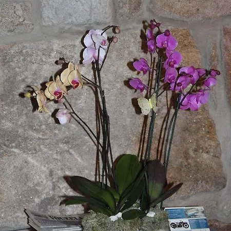 Affittacamere Casa Origens